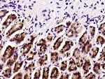 DCTN3 Antibody in Immunohistochemistry (Paraffin) (IHC (P))