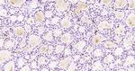 NEK7 Antibody in Immunohistochemistry (Paraffin) (IHC (P))