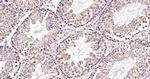 NEK7 Antibody in Immunohistochemistry (Paraffin) (IHC (P))
