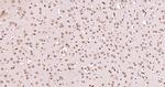 NEK7 Antibody in Immunohistochemistry (Paraffin) (IHC (P))