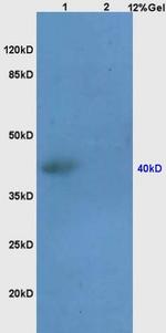 SEPT1 Antibody in Western Blot (WB)
