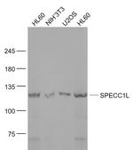 SPECC1L Antibody in Western Blot (WB)
