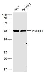 Flotillin 1 Antibody in Western Blot (WB)