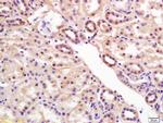 RCL Antibody in Immunohistochemistry (Paraffin) (IHC (P))