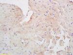GSK3B interacting protein Antibody in Immunohistochemistry (Paraffin) (IHC (P))