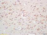 GSK3B interacting protein Antibody in Immunohistochemistry (Paraffin) (IHC (P))