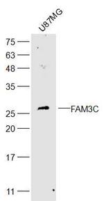 FAM3C Antibody in Western Blot (WB)