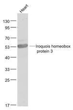 Iroquois homeobox protein 3 Antibody in Western Blot (WB)