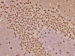 VHLH Antibody in Immunohistochemistry (Paraffin) (IHC (P))