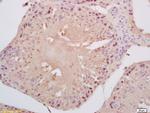 Cyclin B3 Antibody in Immunohistochemistry (Paraffin) (IHC (P))