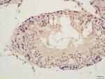 SPDYA Antibody in Immunohistochemistry (Paraffin) (IHC (P))