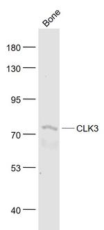 CLK3 Antibody in Western Blot (WB)