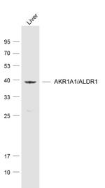 AKR1A1 Antibody in Western Blot (WB)