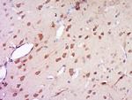 AMN1 Antibody in Immunohistochemistry (Paraffin) (IHC (P))