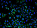 ARMC3 Antibody in Immunocytochemistry (ICC/IF)