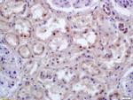 HOXC9 Antibody in Immunohistochemistry (Paraffin) (IHC (P))