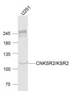 CNKSR2 Antibody in Western Blot (WB)
