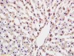 COLEC10 Antibody in Immunohistochemistry (Paraffin) (IHC (P))