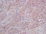 COMMD4 Antibody in Immunohistochemistry (Paraffin) (IHC (P))