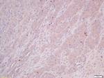 COMMD4 Antibody in Immunohistochemistry (Paraffin) (IHC (P))