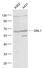 GNL1 Antibody in Western Blot (WB)