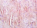 KLHL24 Antibody in Immunohistochemistry (Paraffin) (IHC (P))
