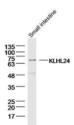 KLHL24 Antibody in Western Blot (WB)