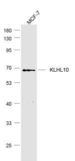KLHL10 Antibody in Western Blot (WB)