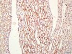 CEMIP Antibody in Immunohistochemistry (Paraffin) (IHC (P))