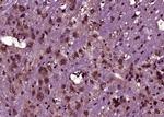 CEMIP Antibody in Immunohistochemistry (Paraffin) (IHC (P))