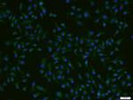 ADCK4 Antibody in Immunocytochemistry (ICC/IF)