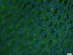 ADCK4 Antibody in Immunohistochemistry (Paraffin) (IHC (P))