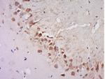 AGFG2 Antibody in Immunohistochemistry (Paraffin) (IHC (P))