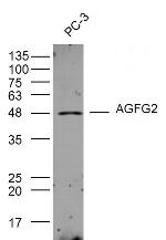 AGFG2 Antibody in Western Blot (WB)