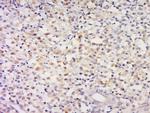 CCDC58 Antibody in Immunohistochemistry (Paraffin) (IHC (P))