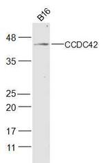 CCDC42 Antibody in Western Blot (WB)