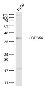CCDC54 Antibody in Western Blot (WB)