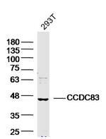 CCDC83 Antibody in Western Blot (WB)