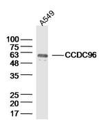 CCDC96 Antibody in Western Blot (WB)