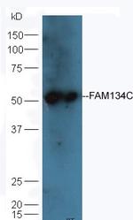FAM134C Antibody in Western Blot (WB)
