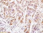 GM130 Antibody in Immunohistochemistry (Paraffin) (IHC (P))