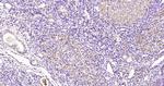 TCAB1 Antibody in Immunohistochemistry (Paraffin) (IHC (P))