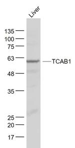TCAB1 Antibody in Western Blot (WB)