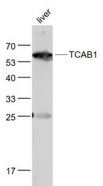 TCAB1 Antibody in Western Blot (WB)