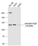 Phospho-Eg5 (Thr926) Antibody in Western Blot (WB)