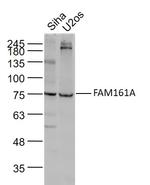 FAM161A Antibody in Western Blot (WB)