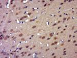 FAM161B Antibody in Immunohistochemistry (Paraffin) (IHC (P))