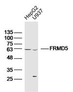 FRMD5 Antibody in Western Blot (WB)