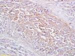 FRMD6 Antibody in Immunohistochemistry (Paraffin) (IHC (P))