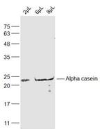 Alpha casein Antibody in Western Blot (WB)